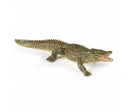 ALLIGATOR