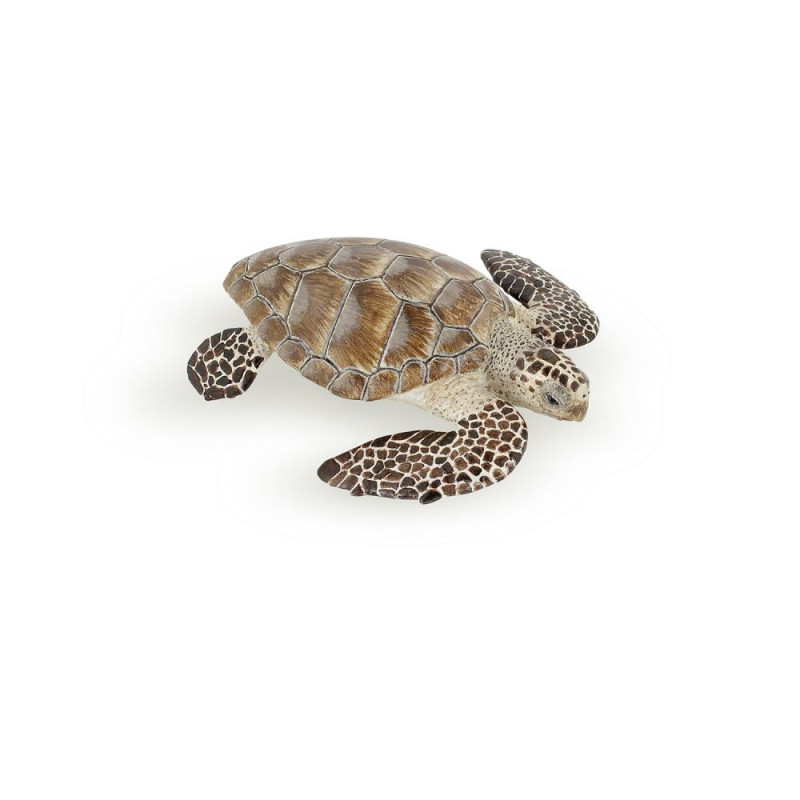 TORTUE CAOUANNE