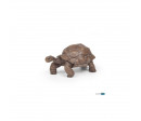 TORTUE DES GALAPAGOS