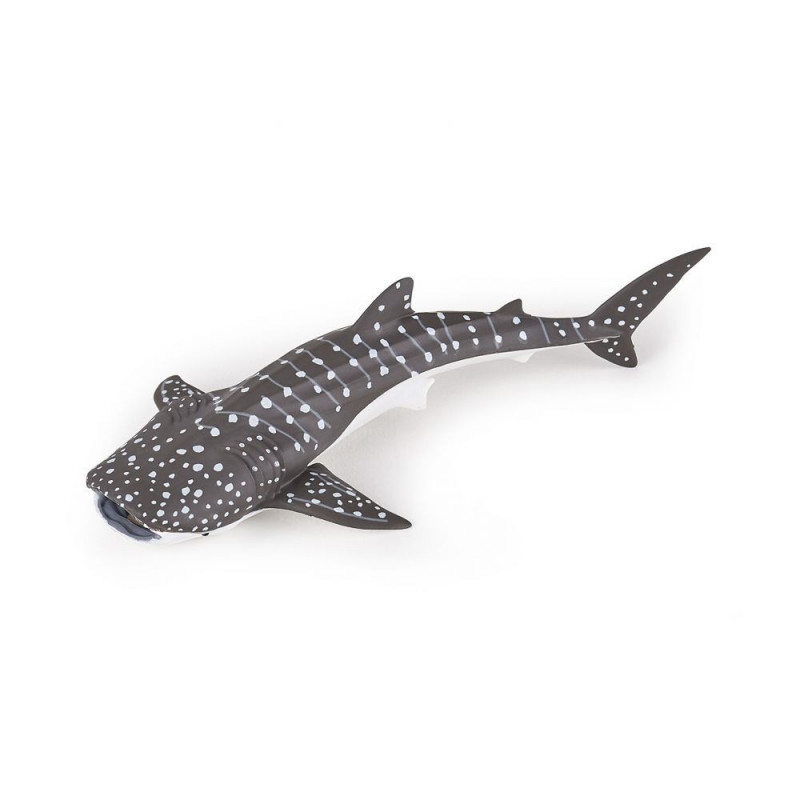 JEUNE REQUIN BALEINE