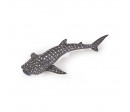 JEUNE REQUIN BALEINE