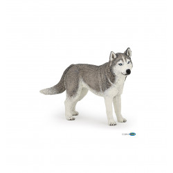 HUSKY DE SIBERIE