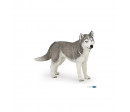 HUSKY DE SIBERIE