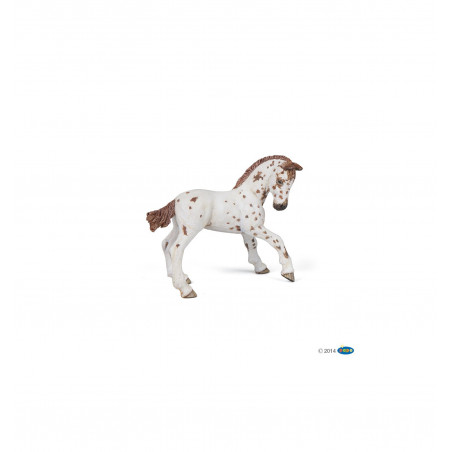 POULAIN APPALOOSA BRUN
