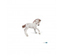 POULAIN APPALOOSA BRUN
