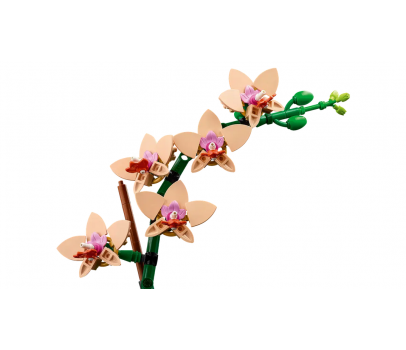 BOTANICALS - L'ORCHIDEE MINIATURE