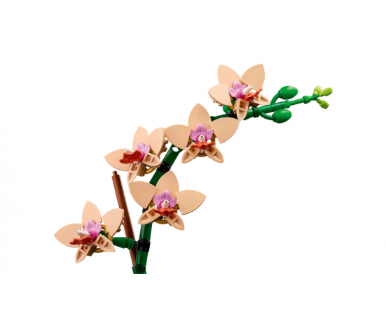 BOTANICALS - L'ORCHIDEE MINIATURE