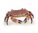 CRABE