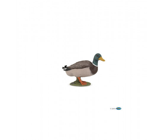 CANARD COLVERT