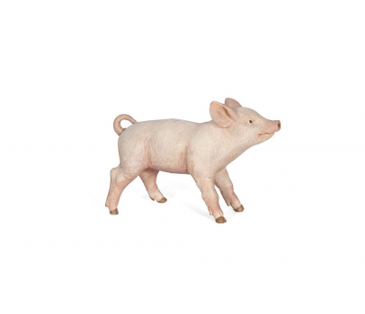 COCHONNET FEMELLE