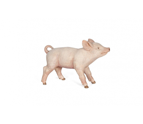 COCHONNET FEMELLE