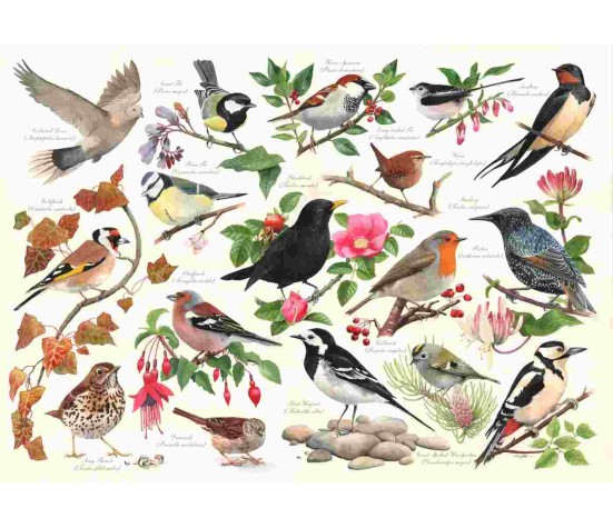 OISEAUX DANS MON JARDIN