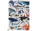 Puzzle 150P - Animaux des Océans Puzzle 150P - Animaux des Océans