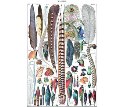 Puzzle 1000p -  Illustration du Larousse pour Tous : Plumes, 1907-1910 