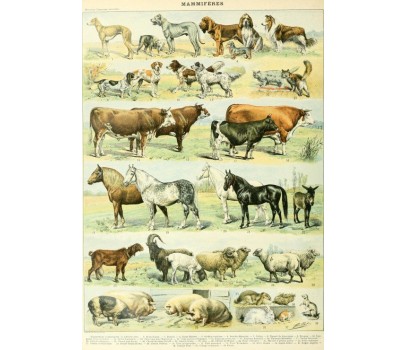 Puzzle 1000p -  Illustration du Nouveau Larousse Illustré : Mammifères, XIXè Siècle 