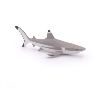 Requin à pointes noires